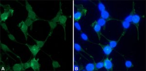 Anti-Sprouty 2 (N-Terminal) from rabbit affinity isolated antibody, buffered aqueous solution