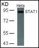 Anti-STAT1 (Ab-701) antibody produced in rabbit affinity isolated antibody