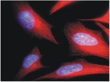 Monoclonal Anti-alphaTubulin antibody produced in mouse clone TU-01