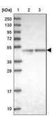 Anti-ARMC6 antibody produced in rabbit Prestige Antibodies&#174; Powered by Atlas Antibodies, affinity isolated antibody, buffered aqueous glycerol solution