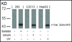 Anti-phospho-JUN (pSer243) antibody produced in rabbit affinity isolated antibody