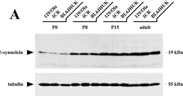 Monoclonal Anti-α-Tubulin antibody produced in mouse clone DM1A, ascites fluid