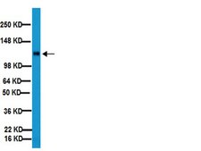 Anti-Integrin &#946;1 Antibody, clone MB1.2 clone MB1.2, Chemicon&#174;, from rat