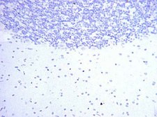 Anti-Nitrotyrosine Antibody Chemicon&#174;, from rabbit