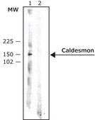 Monoclonal Anti-Caldesmon (Smooth) antibody produced in mouse clone hHCD, ascites fluid