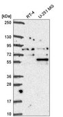 Anti-COIL antibody produced in rabbit Prestige Antibodies&#174; Powered by Atlas Antibodies, affinity isolated antibody