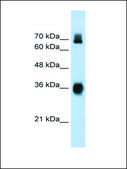 Anti-KEAP1 antibody produced in rabbit IgG fraction of antiserum