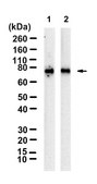 Anti-DYNC1I1 Antibody, clone 1F11 ZooMAb&#174; Rabbit Monoclonal recombinant, expressed in HEK 293 cells