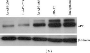 Anti-Amyloid Precursor Protein, C-Terminal antibody produced in rabbit IgG fraction of antiserum, buffered aqueous solution