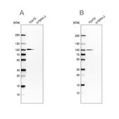 Anti-UFL1 antibody produced in rabbit Prestige Antibodies&#174; Powered by Atlas Antibodies, affinity isolated antibody, buffered aqueous glycerol solution, ab3