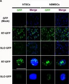Anti-Green Fluorescent Protein Antibody Chemicon&#174;, from rabbit