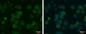 Monoclonal Anti-MCT1 antibody produced in mouse clone GT14612, affinity isolated antibody