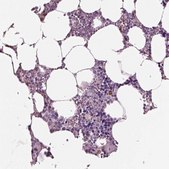 Anti-IGLL1 antibody produced in rabbit Prestige Antibodies&#174; Powered by Atlas Antibodies, affinity isolated antibody