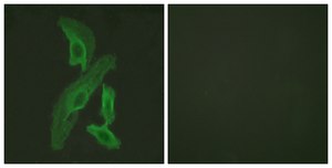 Anti-BCL-XL antibody produced in rabbit affinity isolated antibody