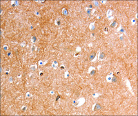 Anti-GLP1R antibody produced in rabbit affinity isolated antibody
