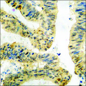 Anti-phospho-AFX (pSer197) antibody produced in rabbit affinity isolated antibody