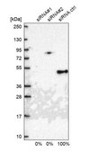 Anti-TIMM44 antibody produced in rabbit Prestige Antibodies&#174; Powered by Atlas Antibodies, affinity isolated antibody, buffered aqueous glycerol solution