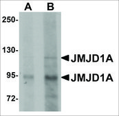 Anti-JMJD1A antibody produced in rabbit affinity isolated antibody, buffered aqueous solution