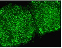 Anti-TRA-1-60 Antibody, clone TRA-1-60, FITC conjugate clone TRA-1-60, from mouse, FITC conjugate