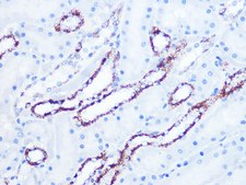 Anti-Citrate synthetase Antibody, clone 4Z10Z8, Rabbit Monoclonal