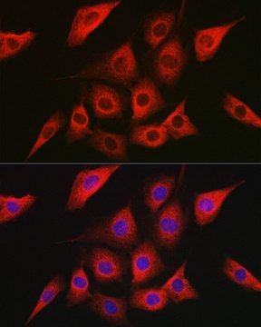 Anti- AMPK&#945;2 antibody produced in rabbit