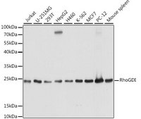 Anti- RhoGDI antibody produced in rabbit