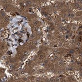 Anti-GCC1 antibody produced in rabbit Prestige Antibodies&#174; Powered by Atlas Antibodies, affinity isolated antibody, buffered aqueous glycerol solution