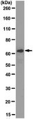 Anti-PORCN Antibody, clone 15G12.1 clone 15G12.1, from mouse