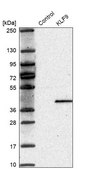 Anti-KLF9 antibody produced in rabbit Prestige Antibodies&#174; Powered by Atlas Antibodies, affinity isolated antibody, buffered aqueous glycerol solution