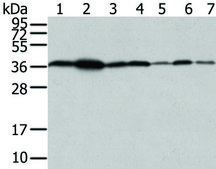 Anti-VPS26A affinity isolated antibody