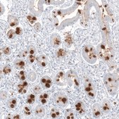 Monoclonal Anti-MUC2 antibody produced in mouse Prestige Antibodies&#174; Powered by Atlas Antibodies, clone CL9148, purified immunoglobulin, buffered aqueous glycerol solution