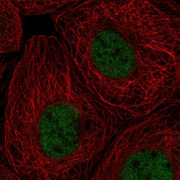 Anti-RPA1 antibody produced in rabbit Prestige Antibodies&#174; Powered by Atlas Antibodies, affinity isolated antibody