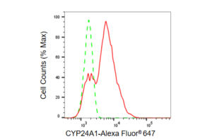 Anti CYP24A1 Antibody, clone 23GB3795, Rabbit Monoclonal clone 23GB3795, recombinant rabbit monoclonal, expressed in HEK293 cells