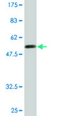 Monoclonal Anti-CENPH antibody produced in mouse clone 1F7, purified immunoglobulin, buffered aqueous solution