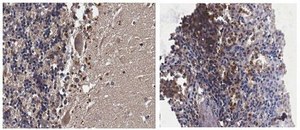 Anti-Ninein serum, from rabbit