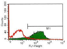 Anti-Rat IgG (whole molecule)–FITC antibody produced in rabbit affinity isolated antibody, buffered aqueous solution