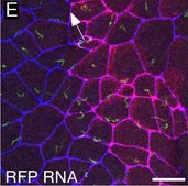 Monoclonal Anti-Tubulin, Acetylated antibody produced in mouse clone 6-11B-1, ascites fluid