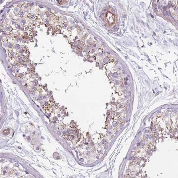 Anti-GNAI1 antibody produced in rabbit Prestige Antibodies&#174; Powered by Atlas Antibodies, affinity isolated antibody