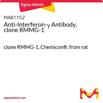 Anti-Interferon-&#947; Antibody, clone RMMG-1 clone RMMG-1, Chemicon&#174;, from rat