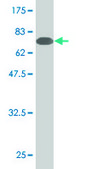 Monoclonal Anti-SESN2 antibody produced in mouse clone 1A12, purified immunoglobulin, buffered aqueous solution