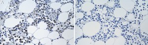 Anti-Bcl-xL Antibody, clone 1O8 ZooMAb&#174; Rabbit Monoclonal recombinant, expressed in HEK 293 cells