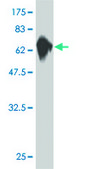 ANTI-MKNK1 antibody produced in mouse clone 3C9, purified immunoglobulin, buffered aqueous solution