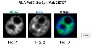 Anti-phospho RNA Pol II (Ser2), clone 3E7C7 Antibody clone 3E7C7, from rat