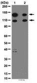 Anti-Cytoplasmic FMR1-interacting protein 1 Antibody from rabbit, purified by affinity chromatography
