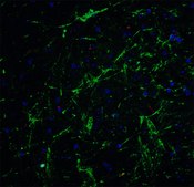 Anti-SOX2 antibody produced in rabbit affinity isolated antibody, buffered aqueous solution