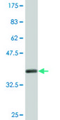 Monoclonal Anti-MAPK14, (C-terminal) antibody produced in mouse clone 3D5, ascites fluid