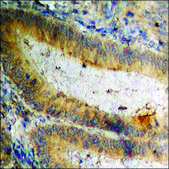 Anti-phospho-Cyclin D3 (pThr283) antibody produced in rabbit affinity isolated antibody