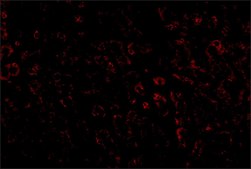 Anti-LDL-R antibody produced in chicken affinity isolated antibody, buffered aqueous solution