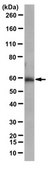 Anti-SQSTM1 Antibody, clone 20F1.1 clone 20F1.1, from mouse