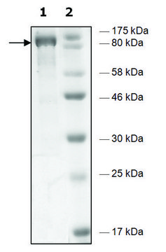 HDAC6 H611A human recombinant, expressed in baculovirus infected Sf9 cells, &#8805;79% (SDS-PAGE)